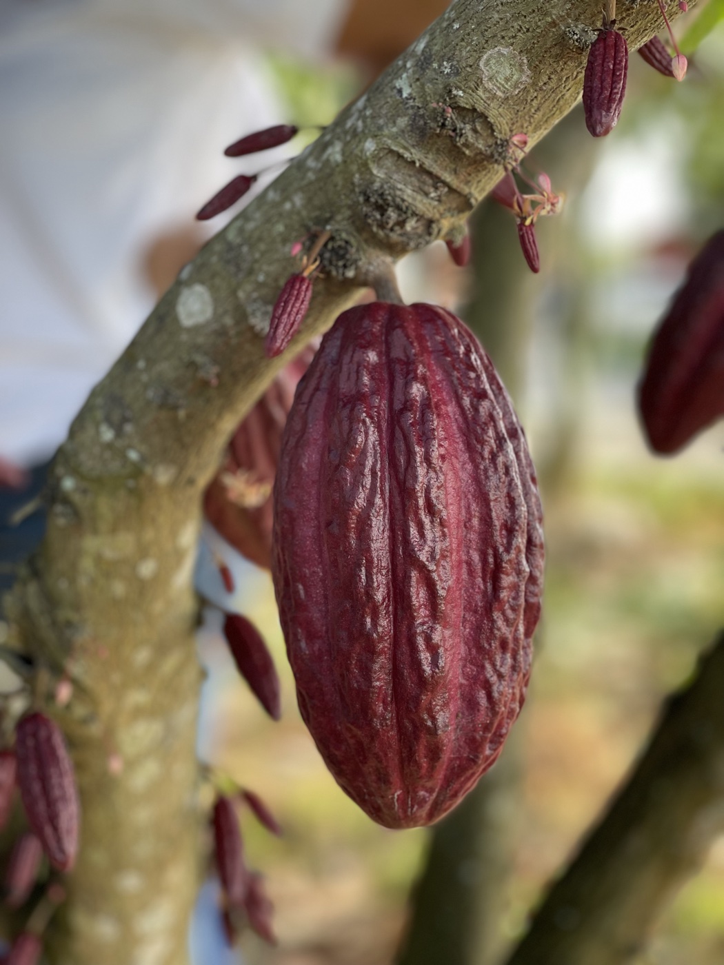 Ripe red Trinitario cocoa pod growing from the trunk