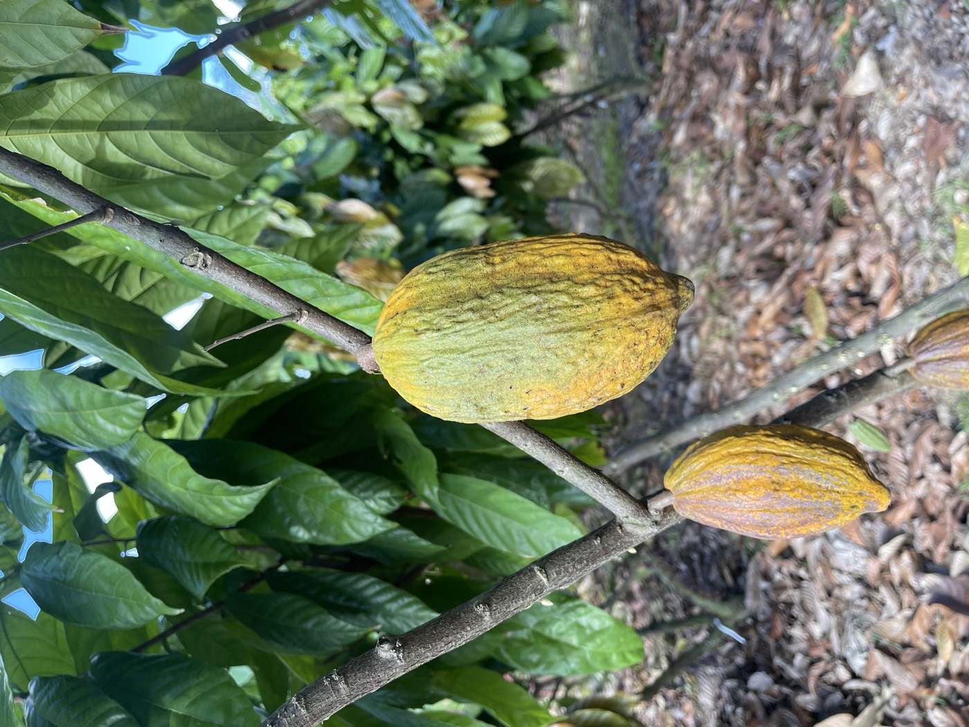 Yellow-green Nacional cocoa pods, earlier stage of ripeness