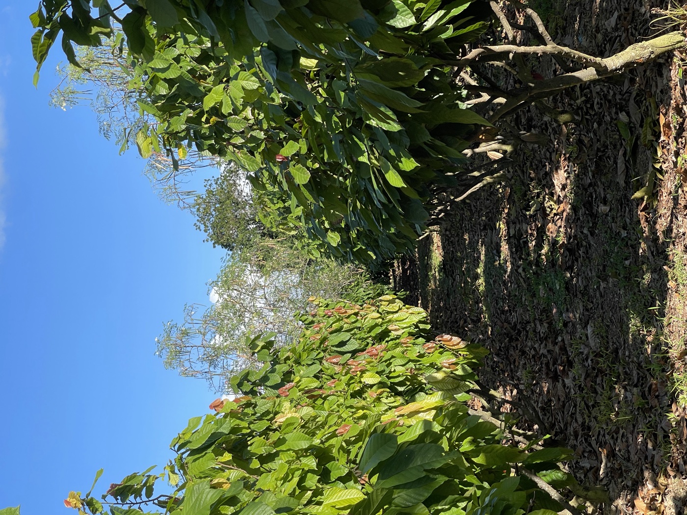 Rows of cacao trees on the CRC estate