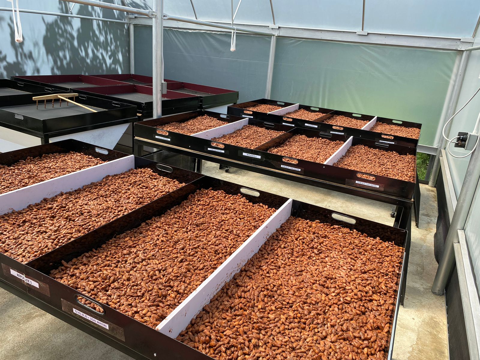Fermented beans on raised drying trays in the greenhouse dryer