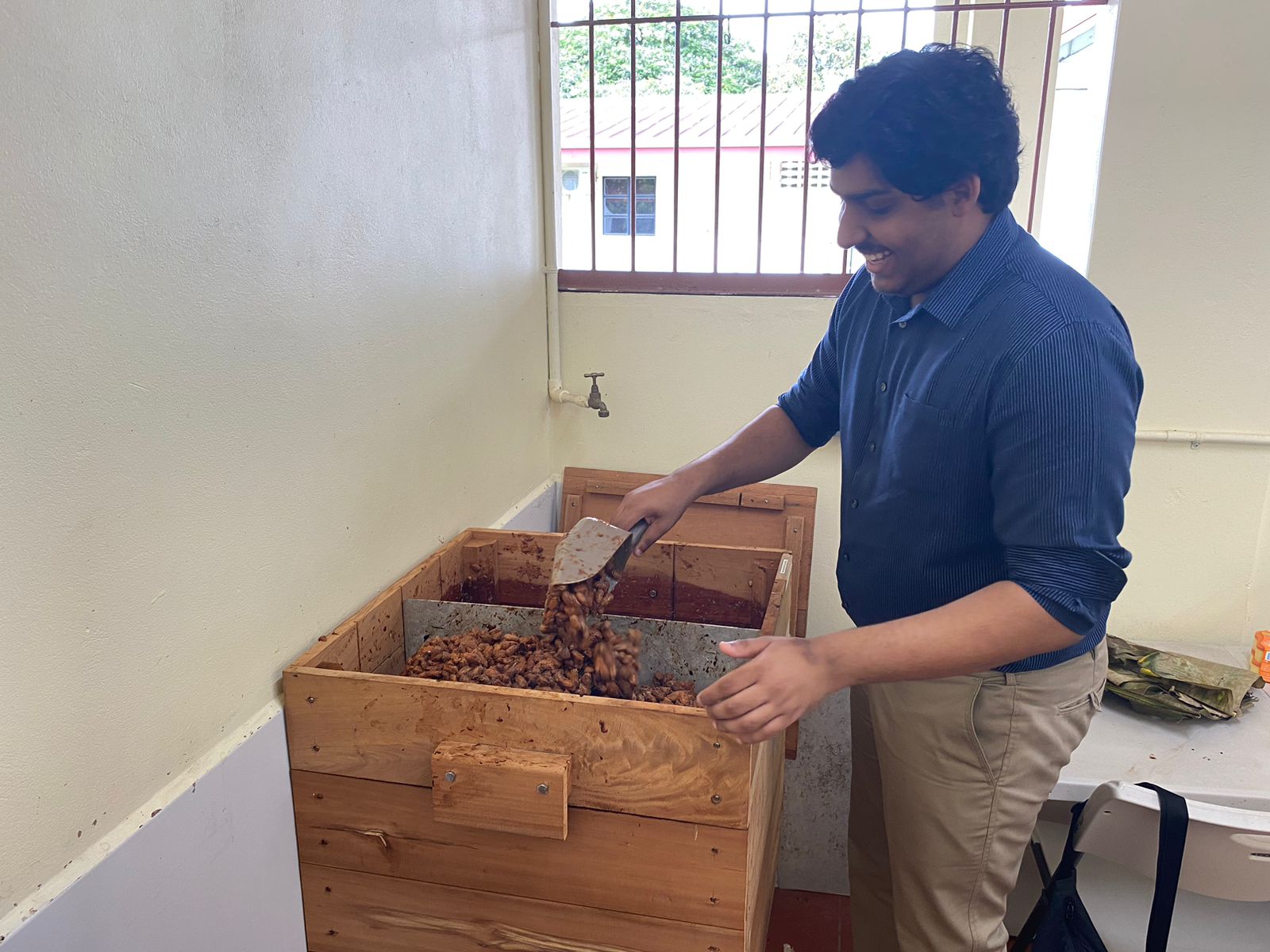 Turning freshly fermented cocoa beans between boxes at the CRC