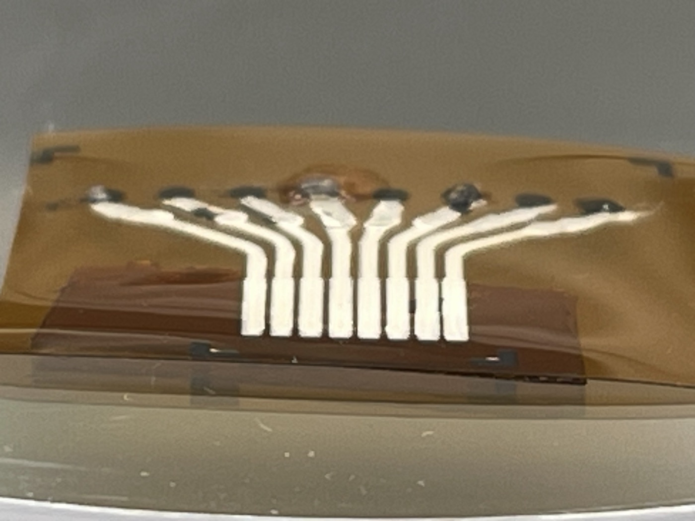 Seven-electrode flexible array on Kapton substrate in Petri dish